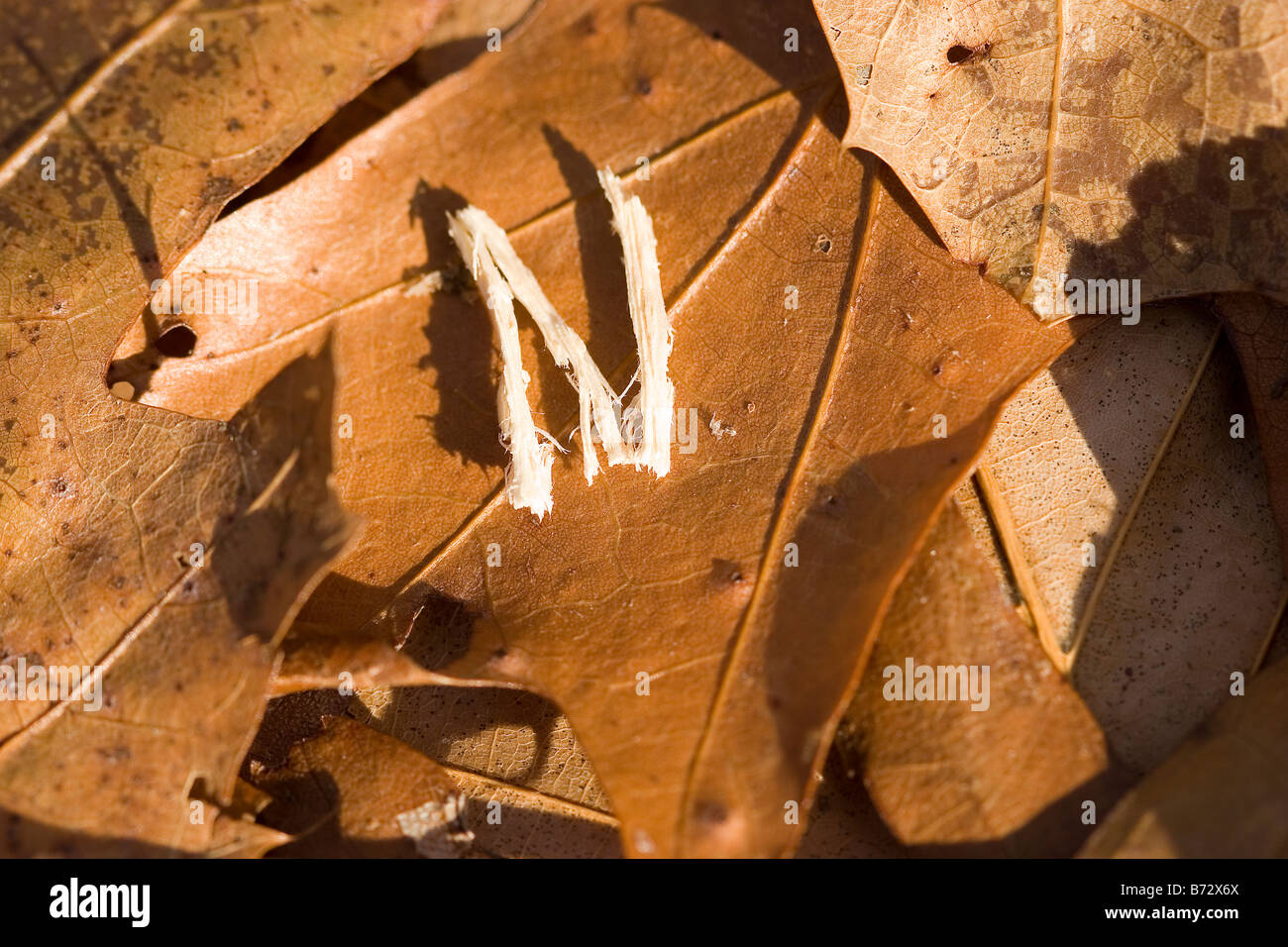 The letter N on a fallen leaf in the woods Stock Photo