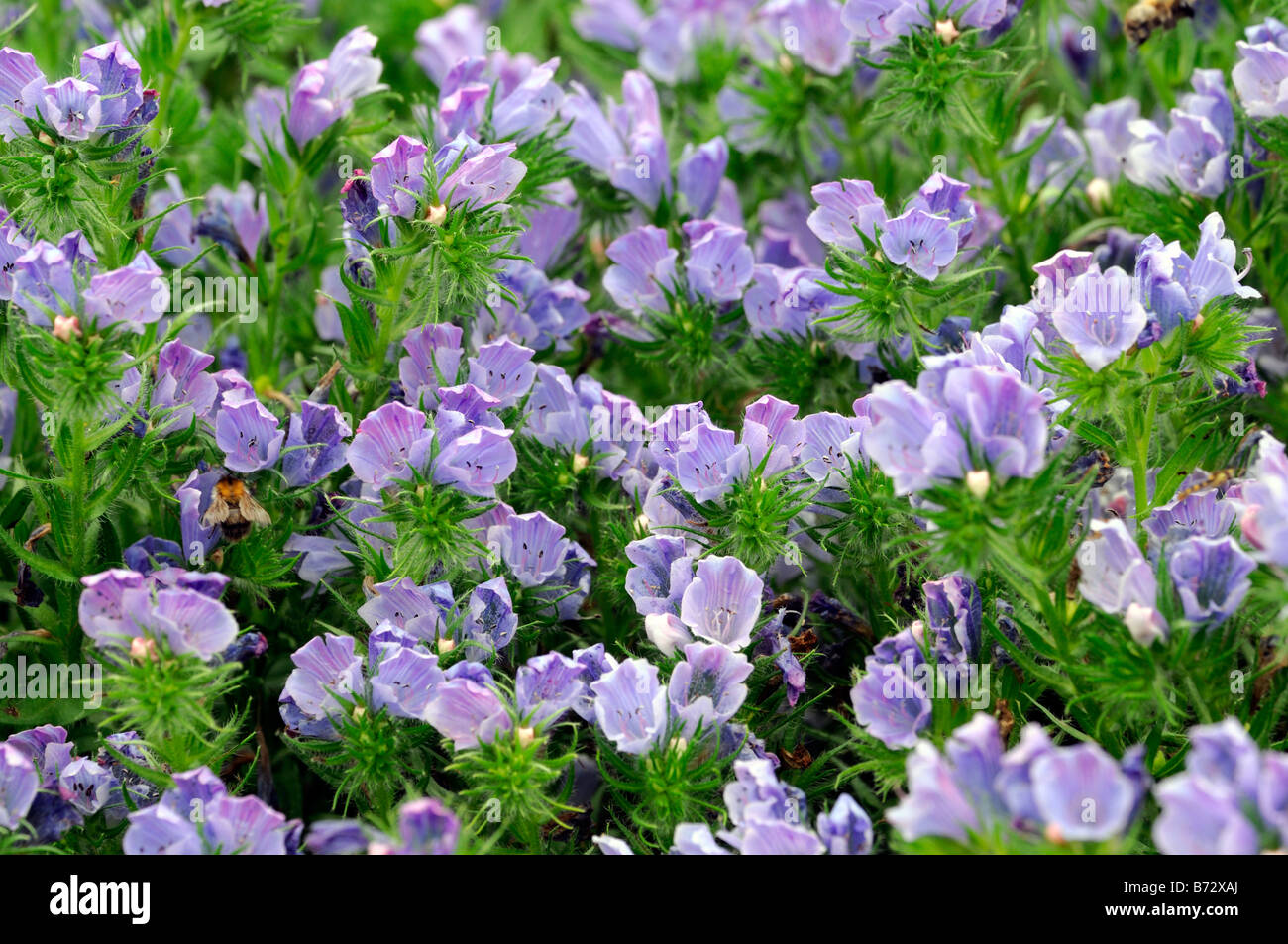 Echium vulgare 'Blue Bedder' Boraginaceae Viper's Bugloss hardy annual flower Stock Photo