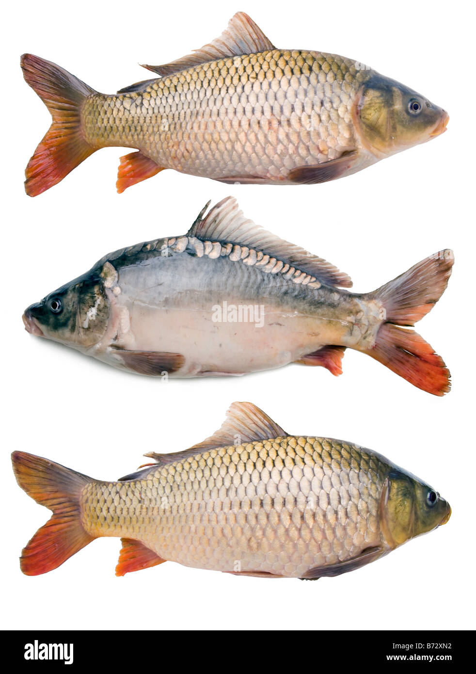 5,300+ Big Carp Stock Photos, Pictures & Royalty-Free Images - iStock