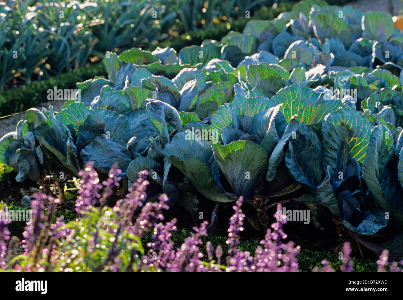 cabbages January King Stock Photo Alamy