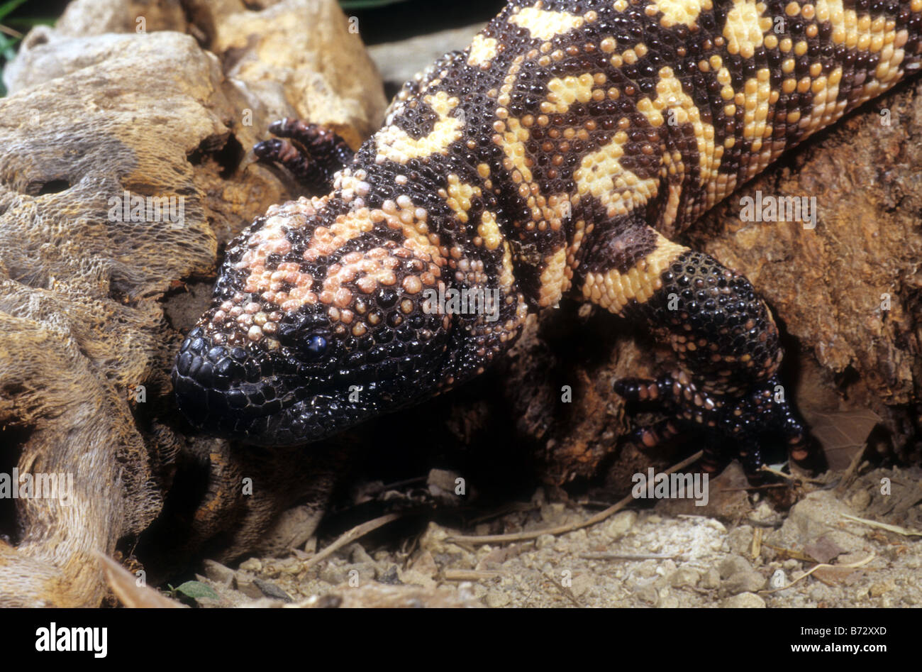 Gila Monster (Heloderma suspectum Stock Photo - Alamy