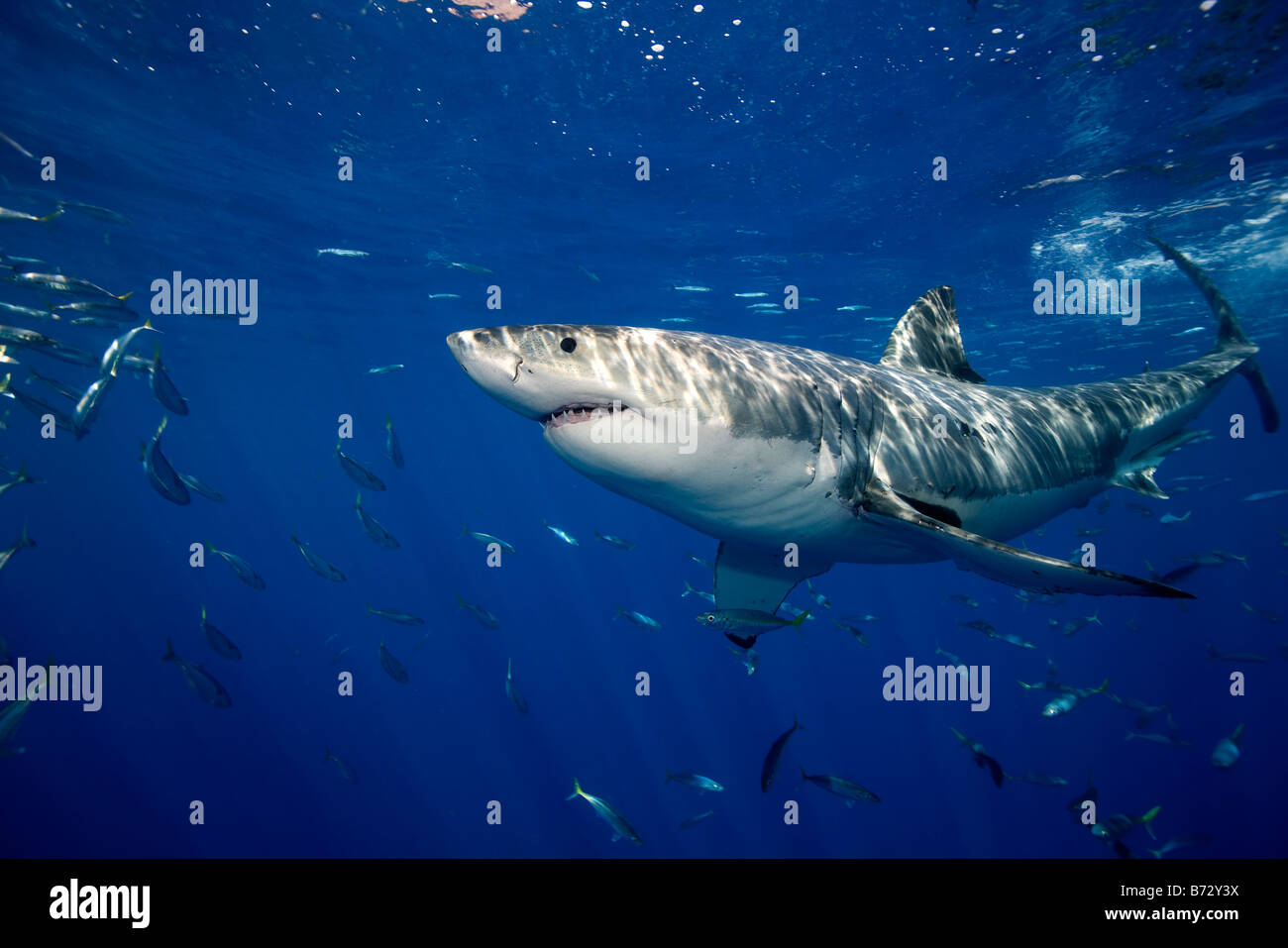 Great White Shark (Carcharodon Carcharias), Guadalupe Island, Mexico. Stock Photo