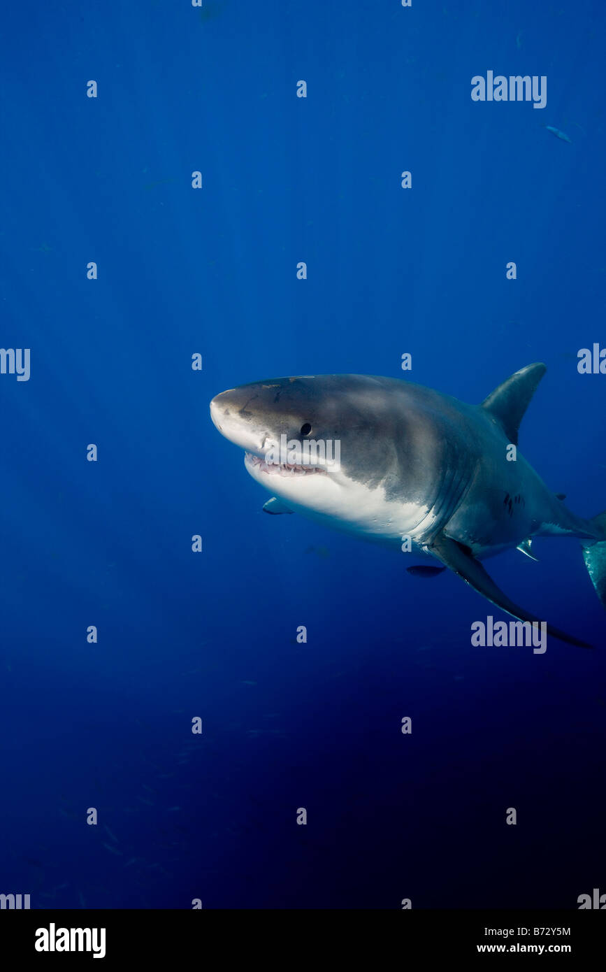 Great White Shark (Carcharodon Carcharias), Guadalupe Island, Mexico. Stock Photo