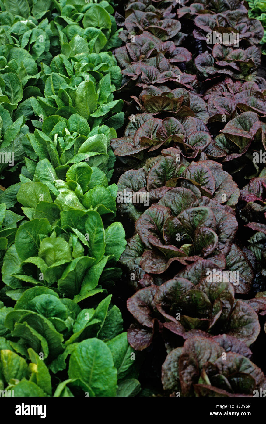 Cos lettuces hi-res stock photography and images - Alamy