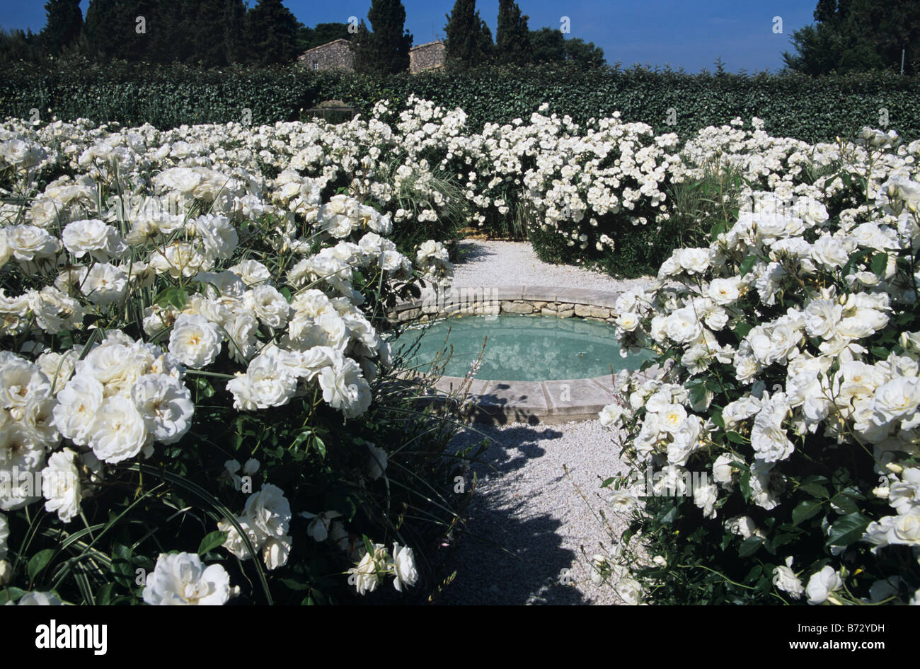 White Garden Rose Plant : Rose Garden Design Tips | HGTV - White fence