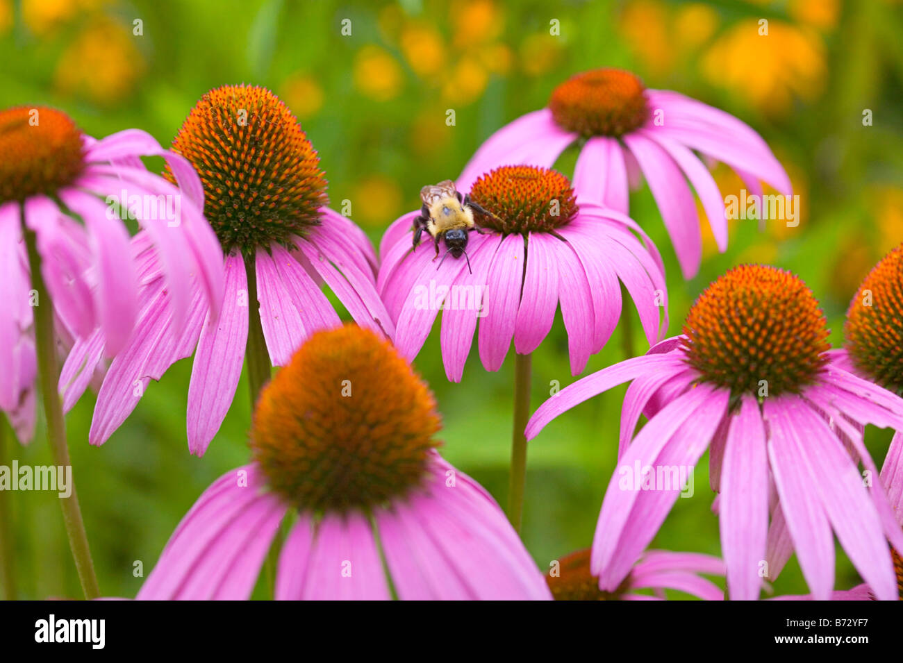 Beautiful purple coneflowers visited by a honey bee Stock Photo Alamy