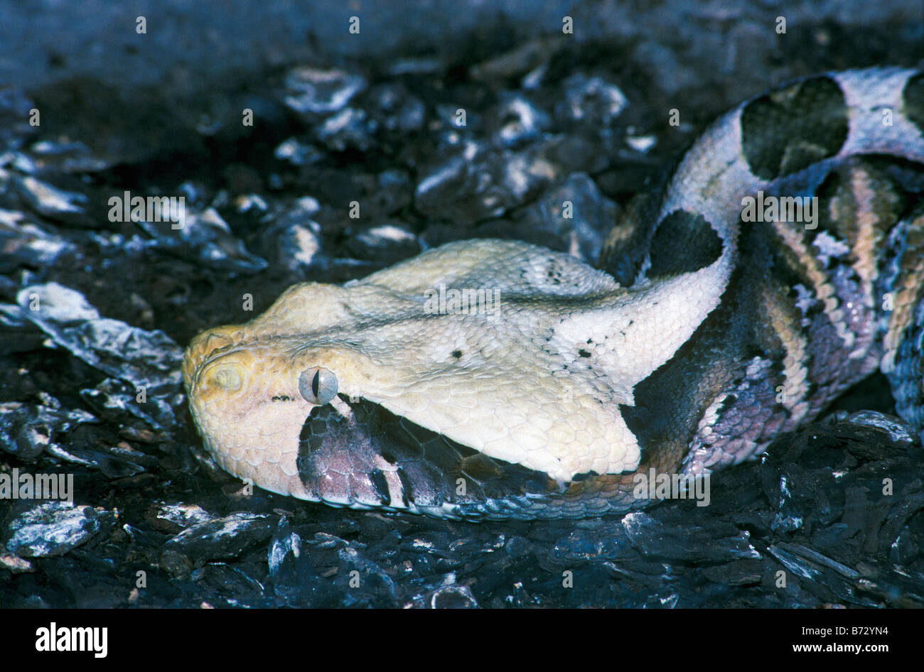 Gaboon Viper Close up Stock Photo - Alamy
