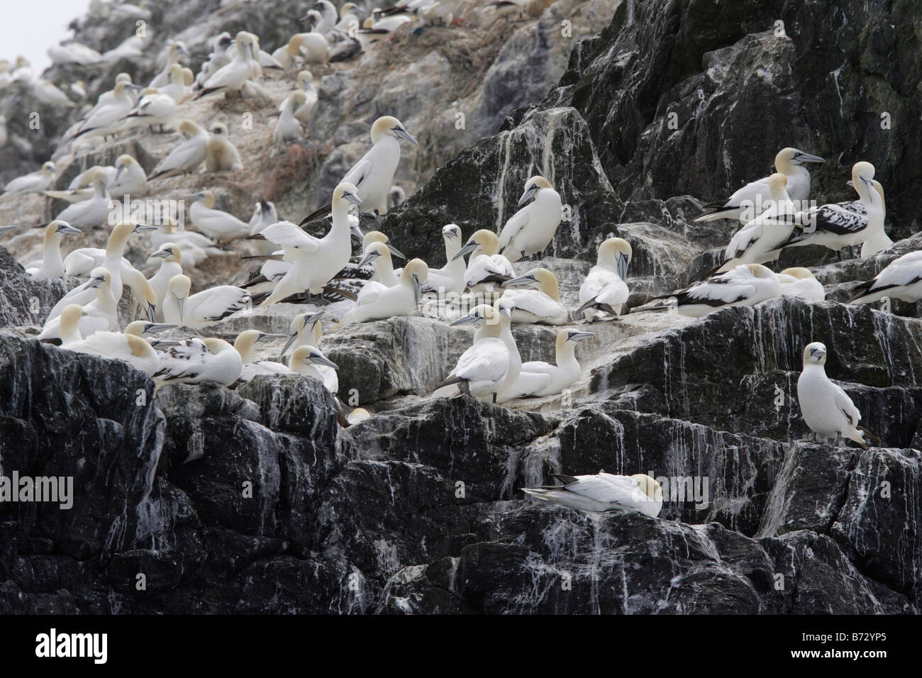 Gannet colony on Grassholm Island Wales. Stock Photo