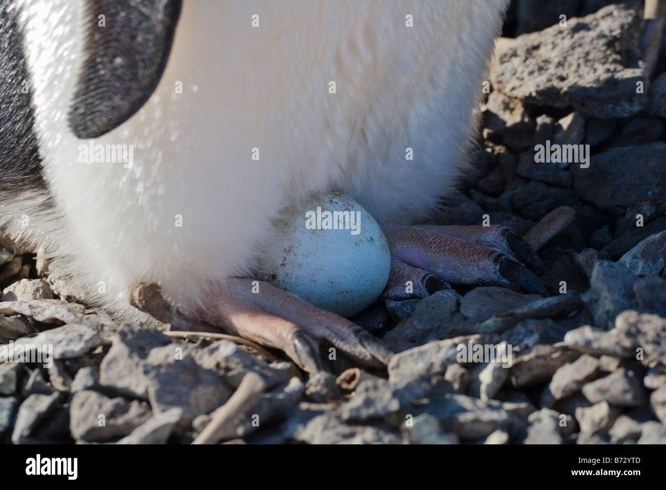 Adelie Penguin (Pygoscelis adeliae) nesting egg Paulet Island Antarctica Stock Photo
