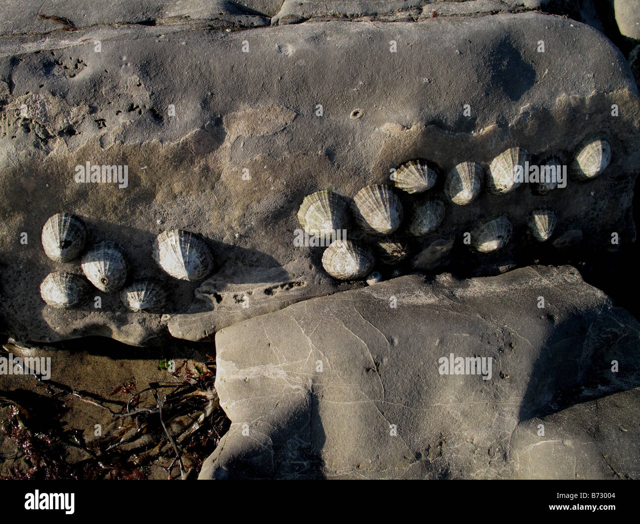 Common limpet Patella vulgata on blue lias clay rock at low tide in Lyme Bay Stock Photo