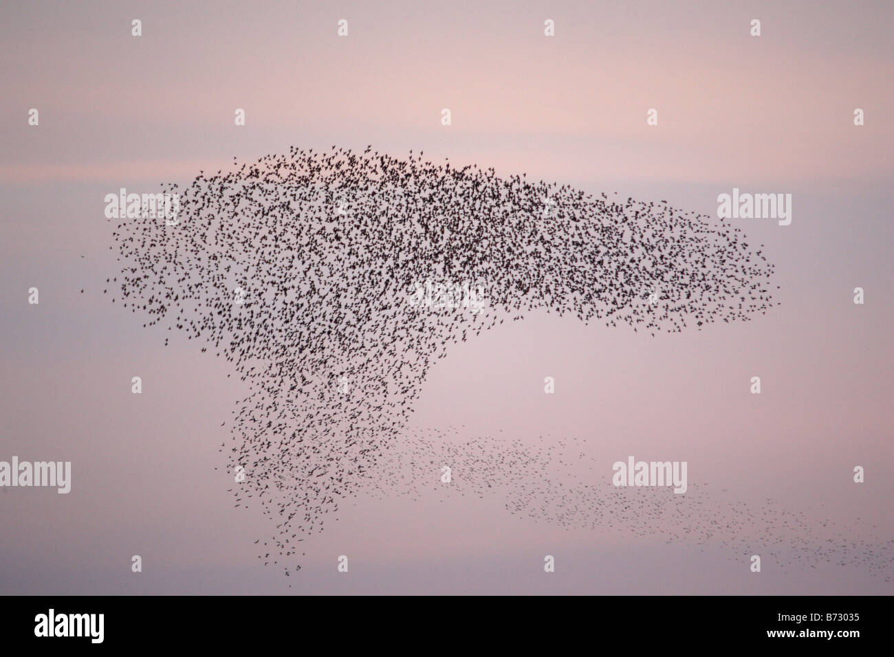 Starlings roosting on the somerset levels Stock Photo