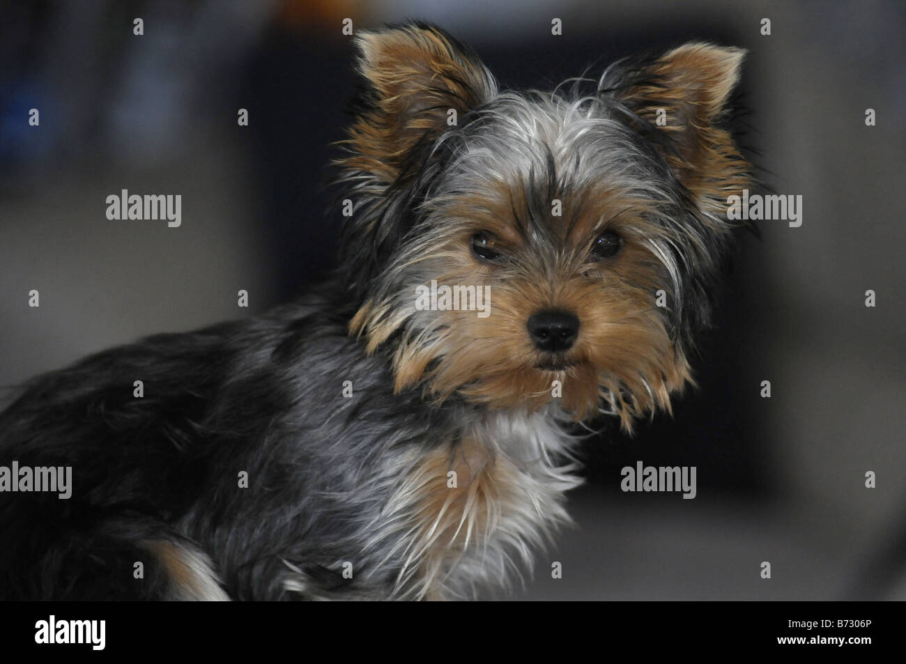 Adult Micro Teacup Yorkie