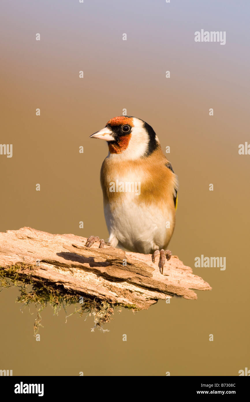 Gold Finch Flock Hi-res Stock Photography And Images - Alamy