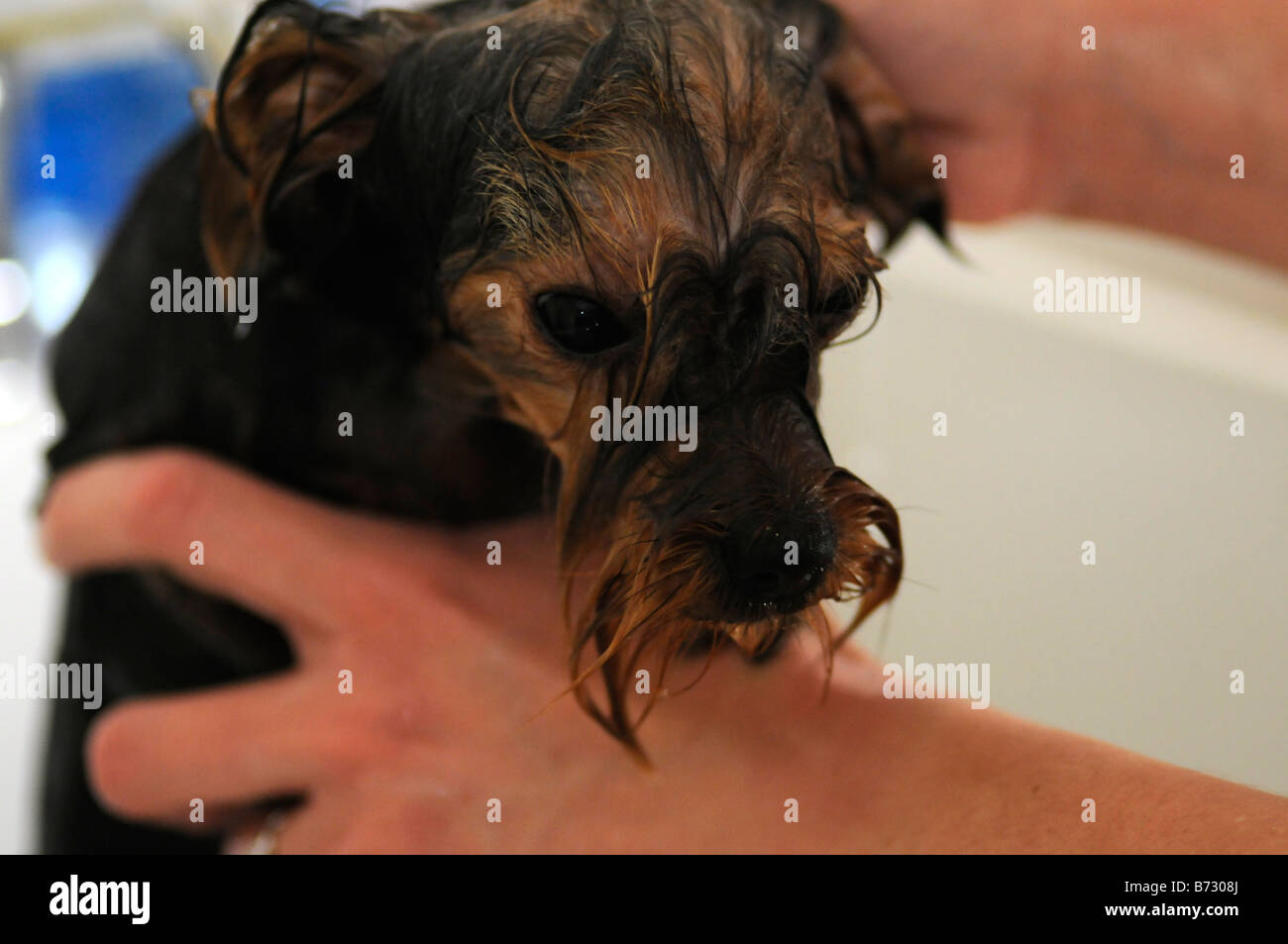 A three month old Yorkshire Terrier puppy having a bath Stock Photo Alamy