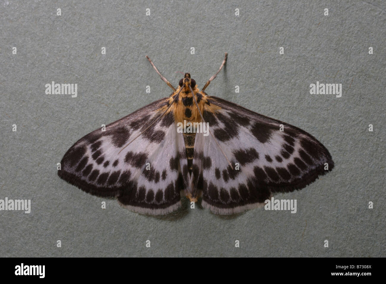 Small Magpie moth on green background Stock Photo