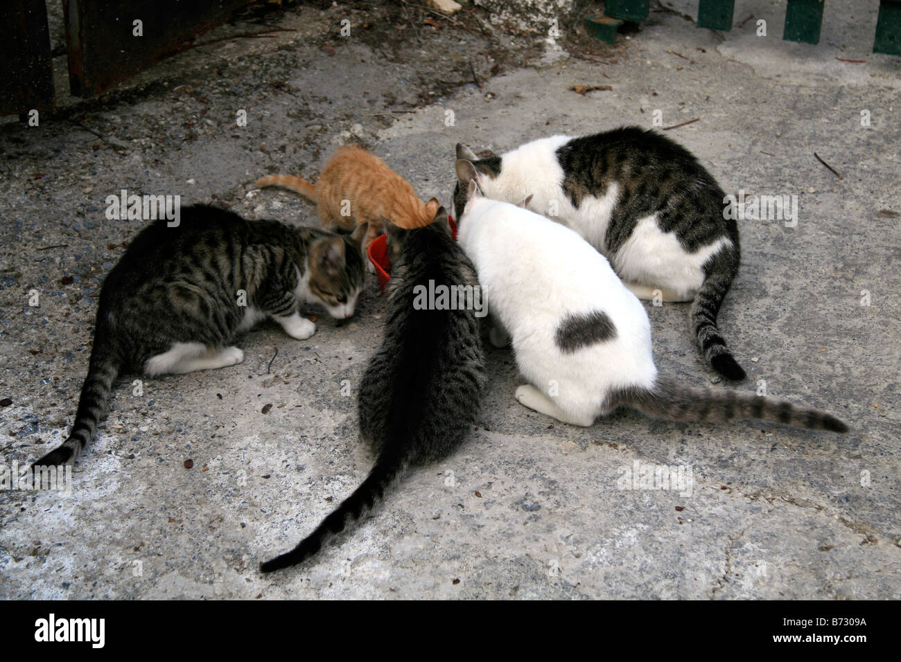 Feral cats feeding Stock Photo Alamy