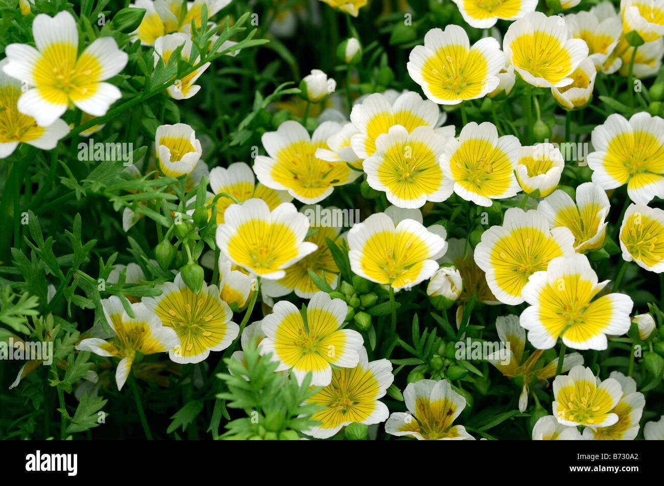 limnanthus douglasii poached egg plant Limnanthes sulphurea yellow annual hardy Stock Photo