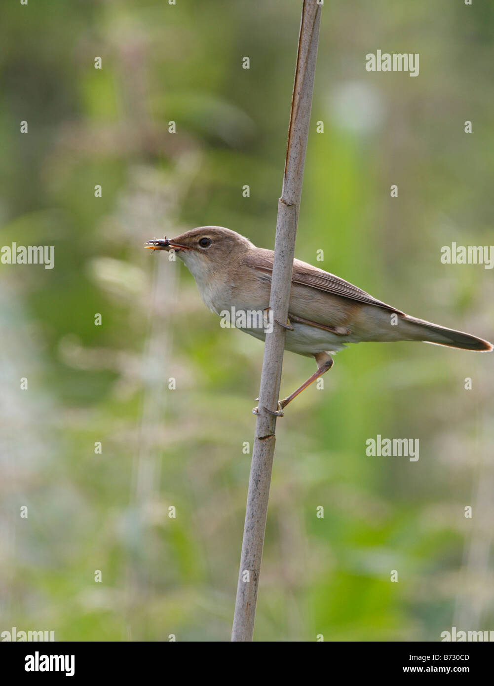 Reed Warbler with food perched on reed stem collected for nestlings nearby Stock Photo