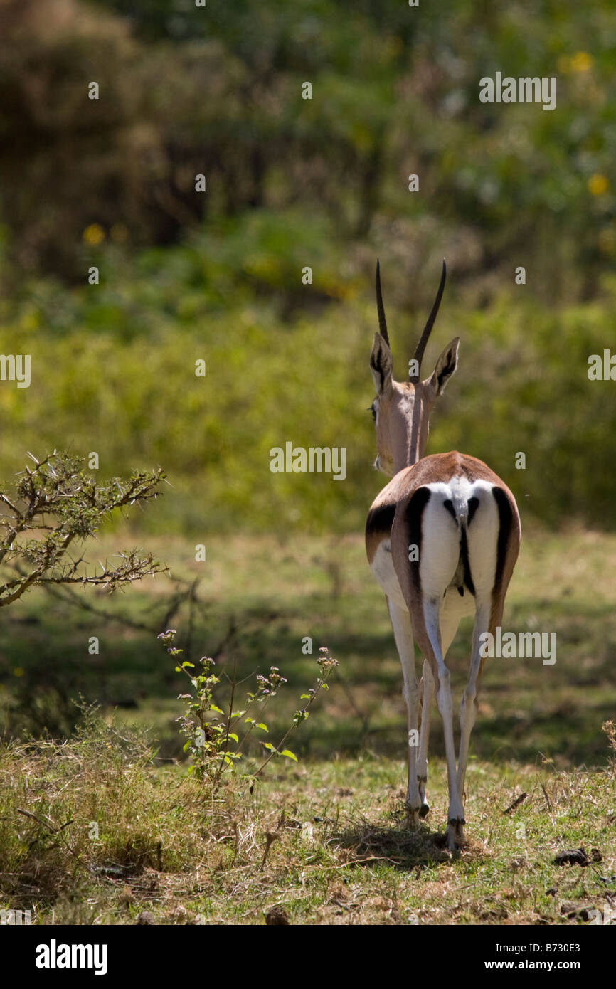 Gazelle walking hi-res stock photography and images - Alamy
