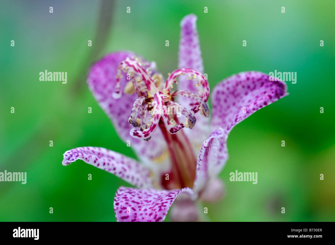 Tricyrtis Formosana var glandosa purple spotted flower garden herbaceous perennial border 'Toad Lily' Stock Photo