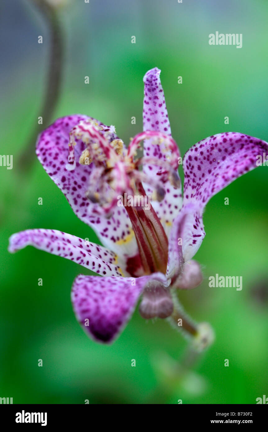 Tricyrtis Formosana var glandosa purple spotted flower garden herbaceous perennial border 'Toad Lily' Stock Photo