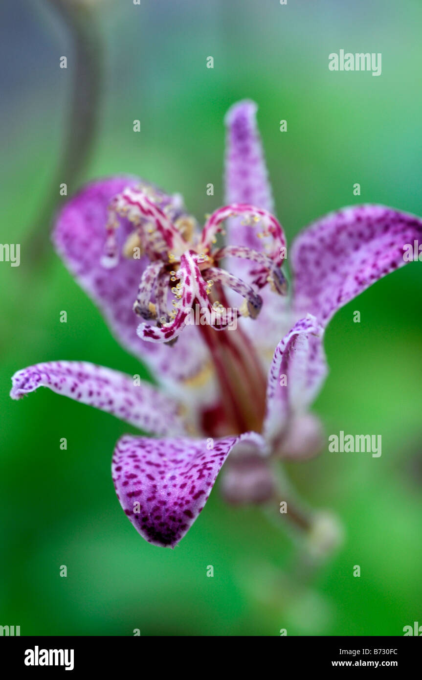 Tricyrtis Formosana var glandosa purple spotted flower garden herbaceous perennial border 'Toad Lily' Stock Photo