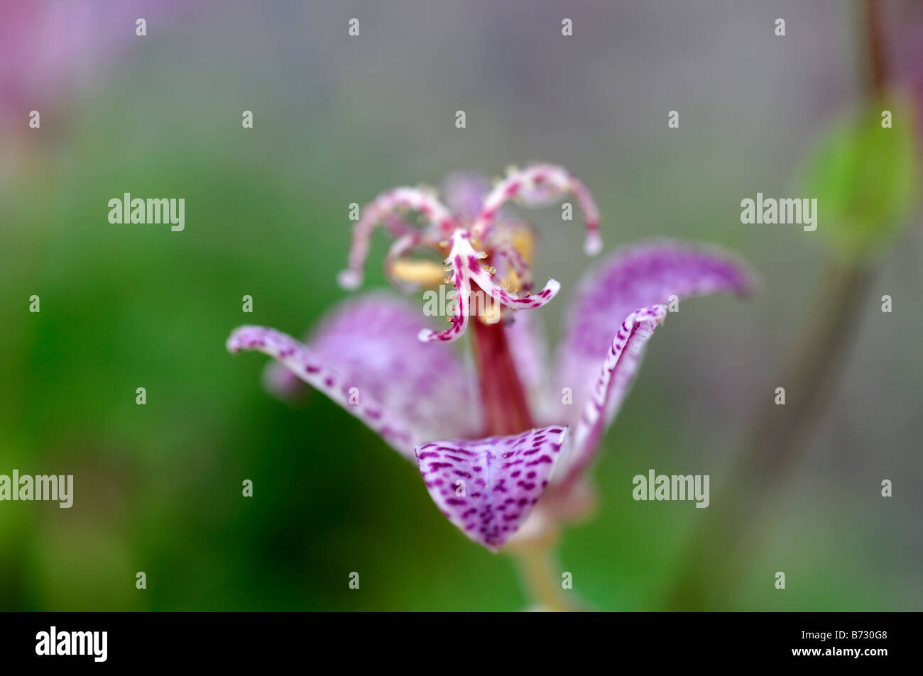 Tricyrtis Formosana var glandosa purple spotted flower garden herbaceous perennial border 'Toad Lily' Stock Photo