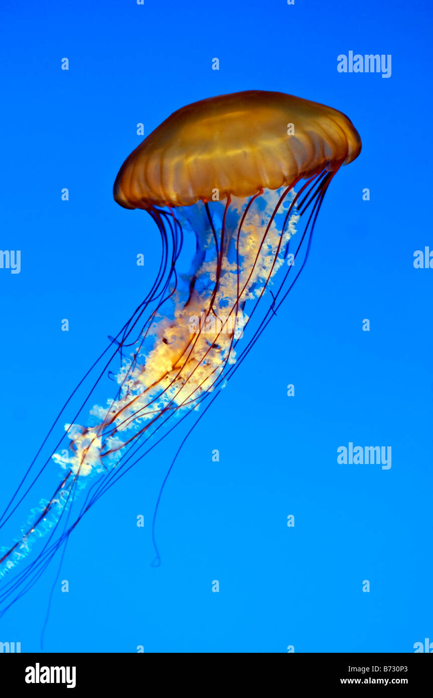 Pacific sea nettle jellyfish Monterey Bay Aquarium, California. Stock Photo