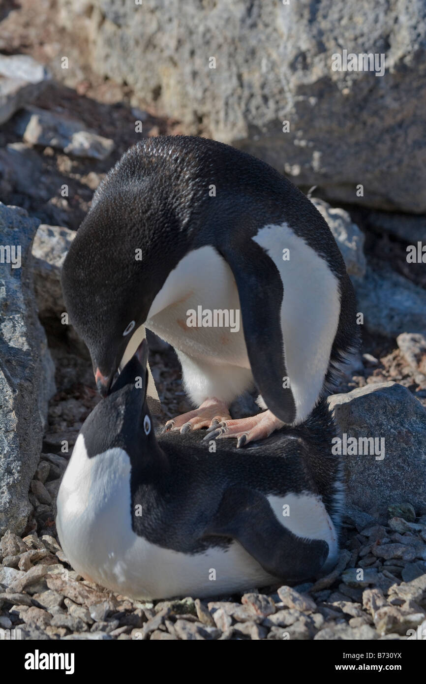 Adelie Penguins (Pygoscelis adeliae) mate Paulet Island Antarctica Stock Photo