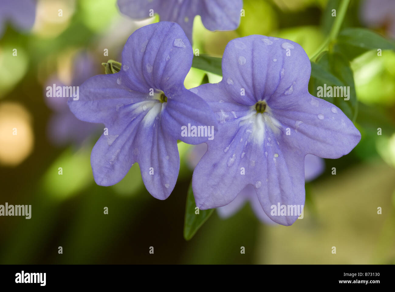 American Bush Violet  (Browallia speciosa, Solanaceae) flowers Stock Photo