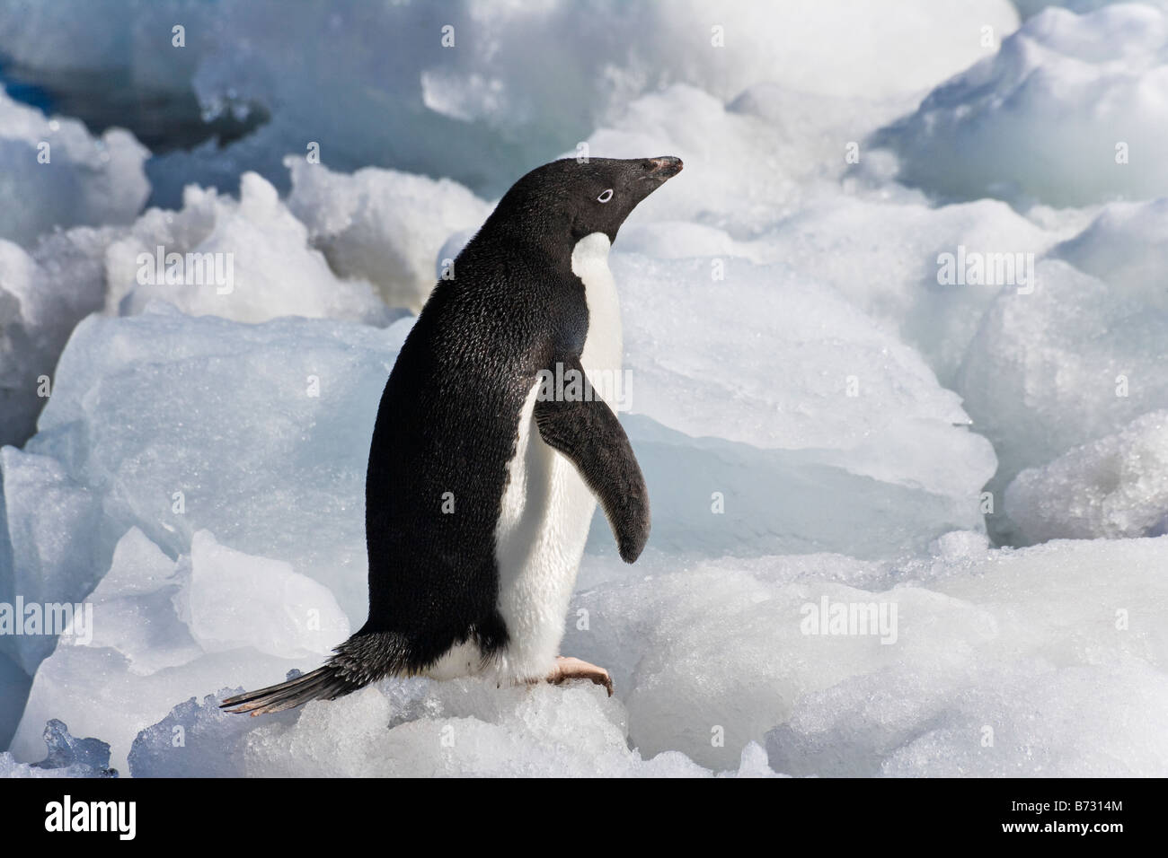 Adelie Penguin (Pygoscelis adeliae) on ice Paulet Island Antarctica ...