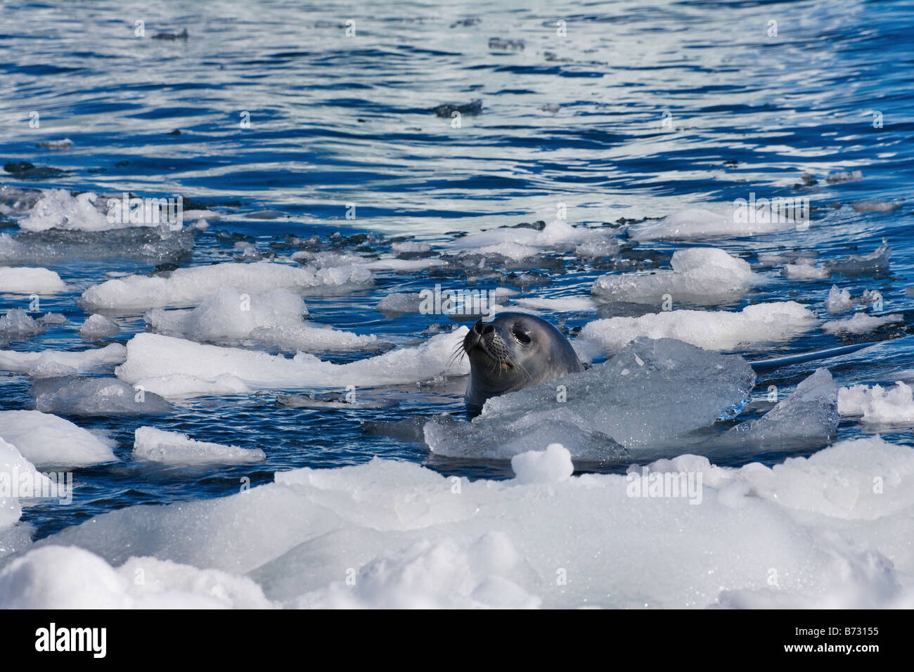 Elephant Seal (Mirounga leonina) swim in the water Paulet Island Antarctica Stock Photo