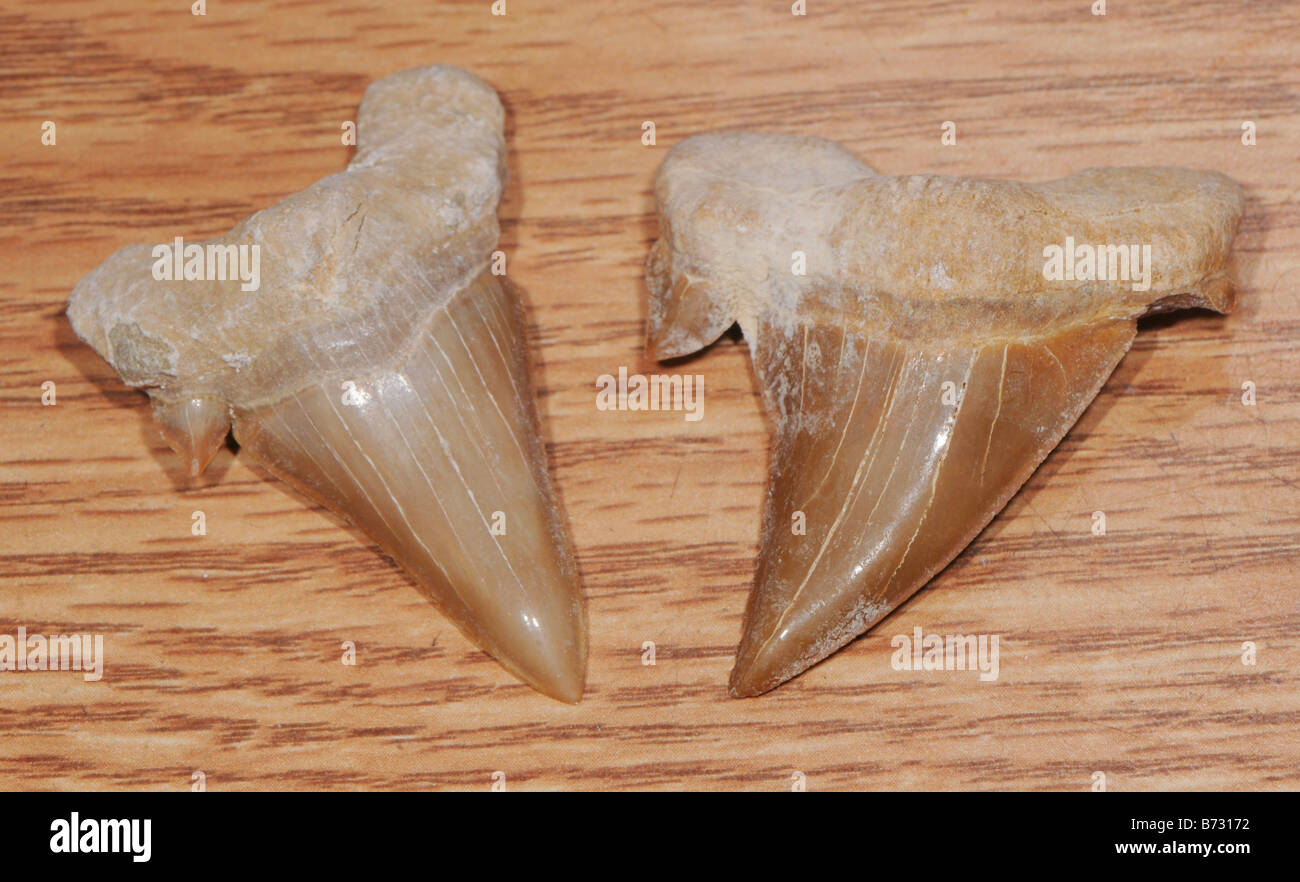 fossil shark teeth Stock Photo - Alamy