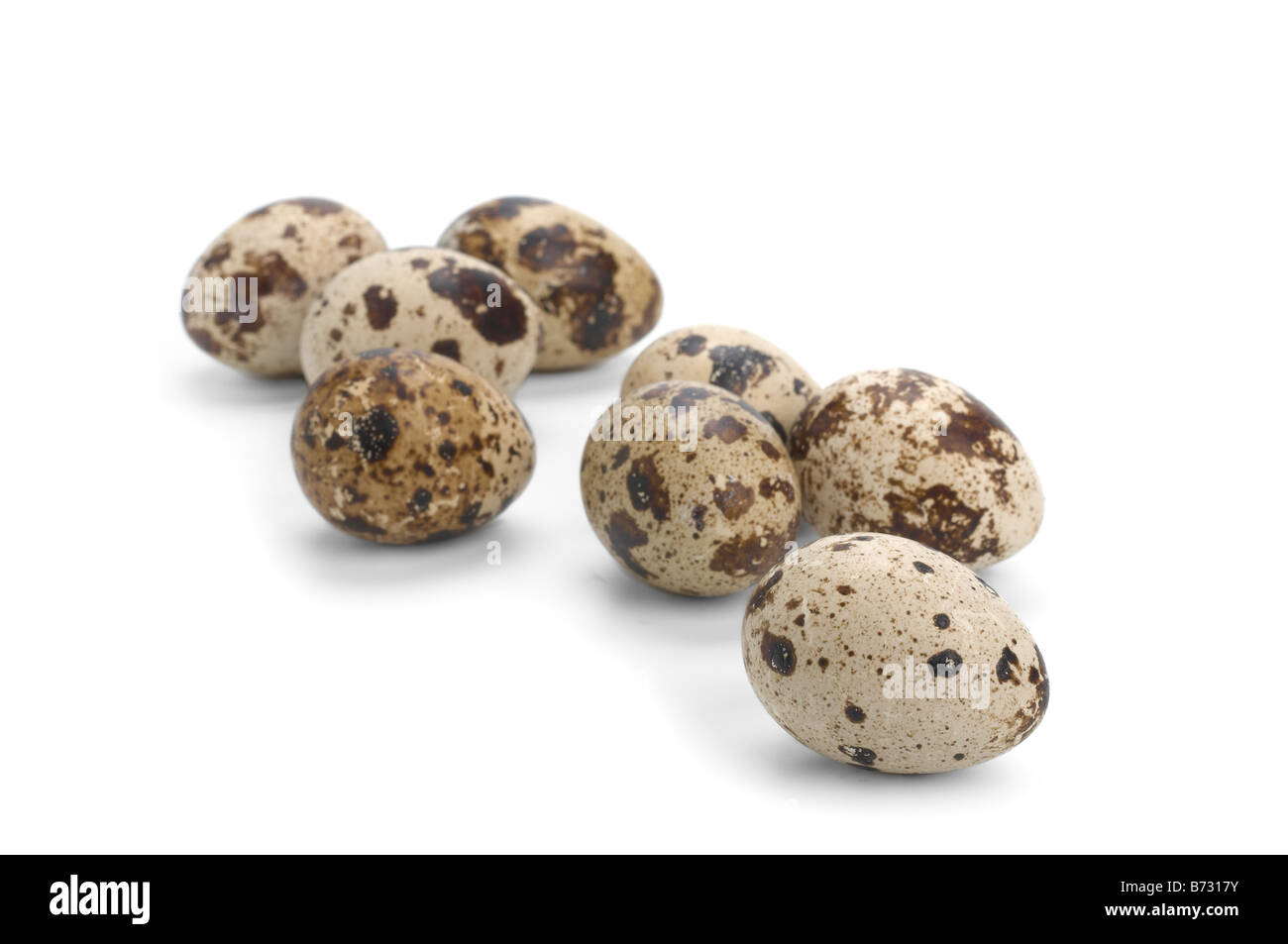 Quail s Eggs Stock Photo