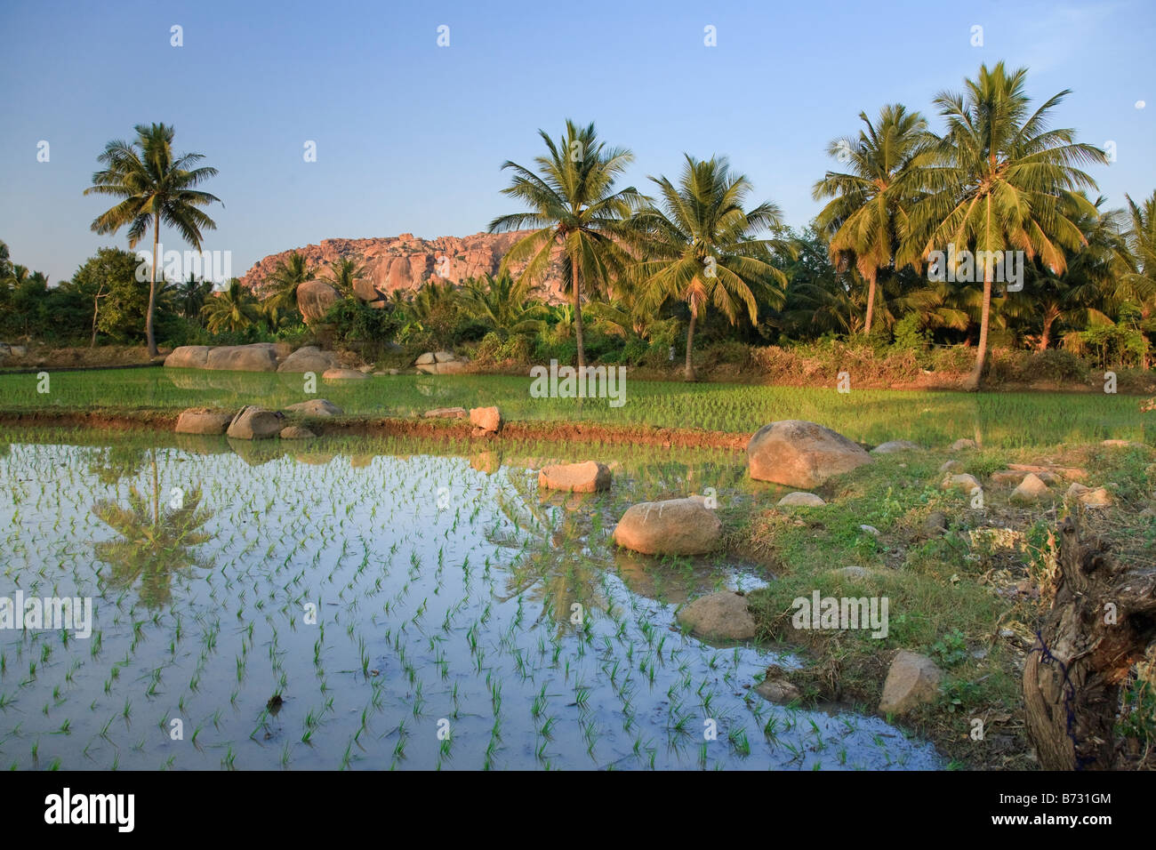 Rice Fields Hampi Karnataka India Stock Photo Alamy