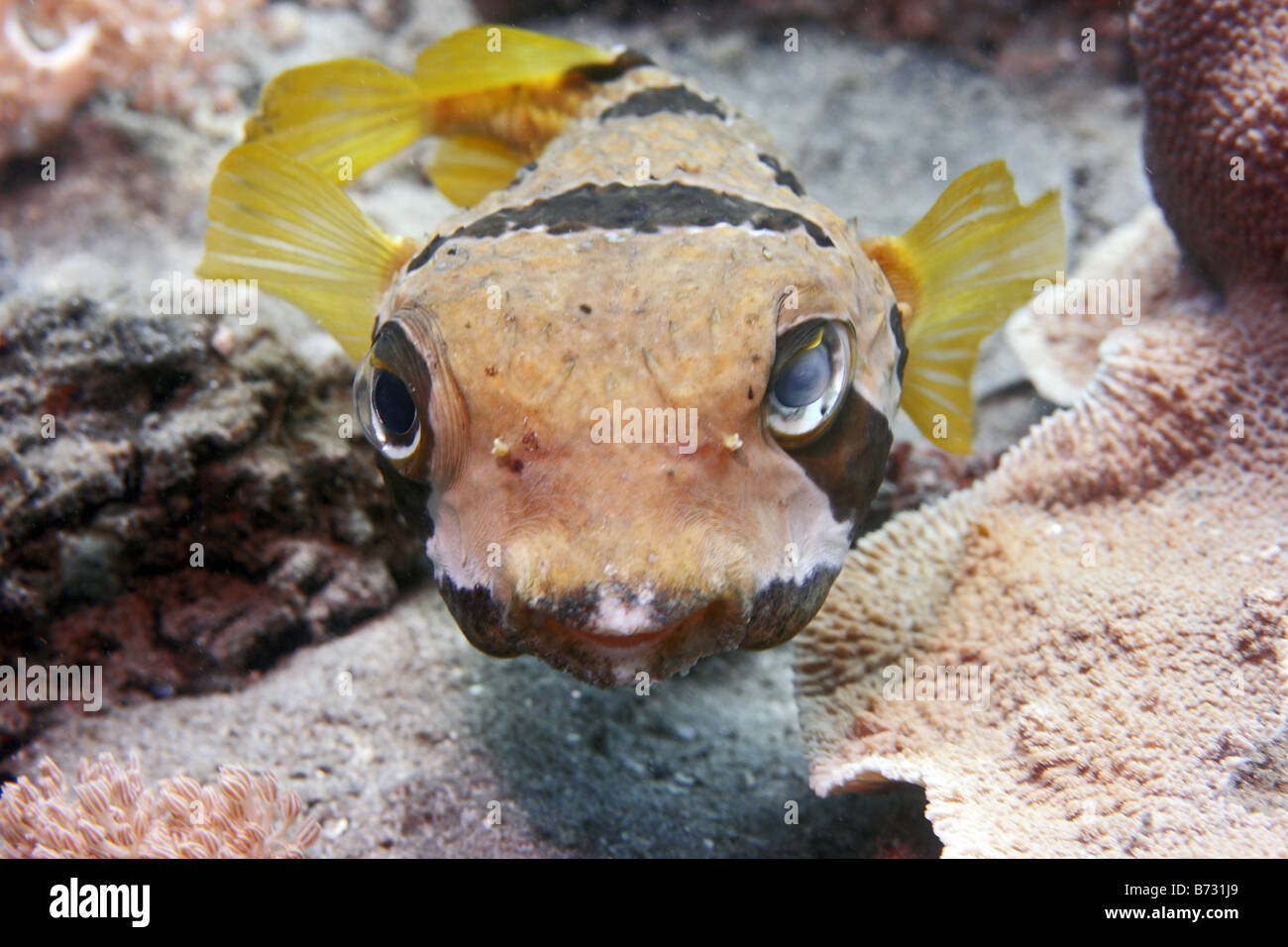Black blotched porcupinefish diodon liturosus swimming on coral reef during the day Stock Photo
