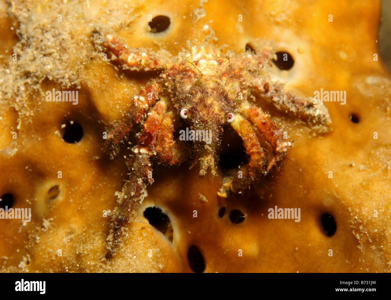 spider crab resting on sponge at night Stock Photo