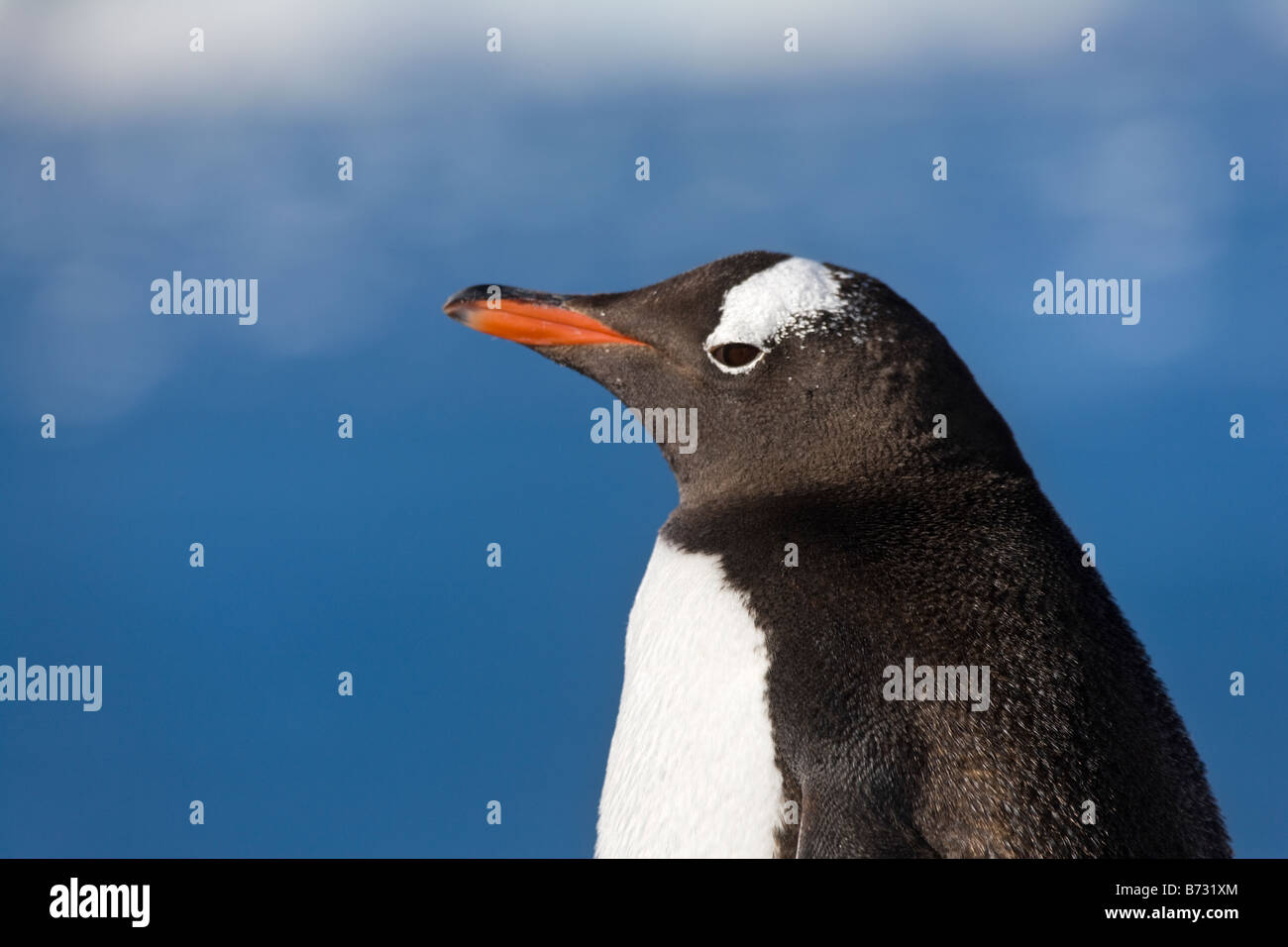 Gentoo Penguin (Pygoscelis papua) Neko Harbor Antarctica Stock Photo