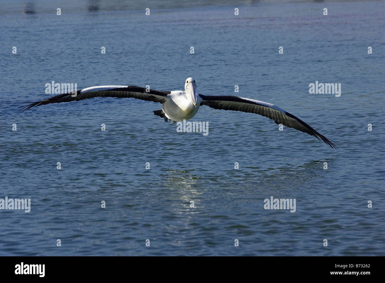 Australian Pelican Pelecanus conspicillatus Flying at The Entrance New South Wales Australia Stock Photo