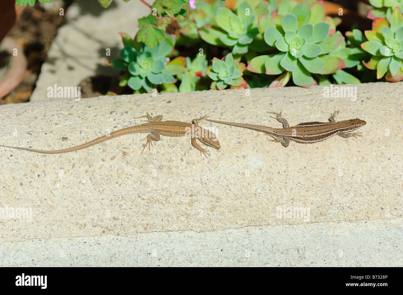 Couple of wall lizards sunbathing, Spain Stock Photo