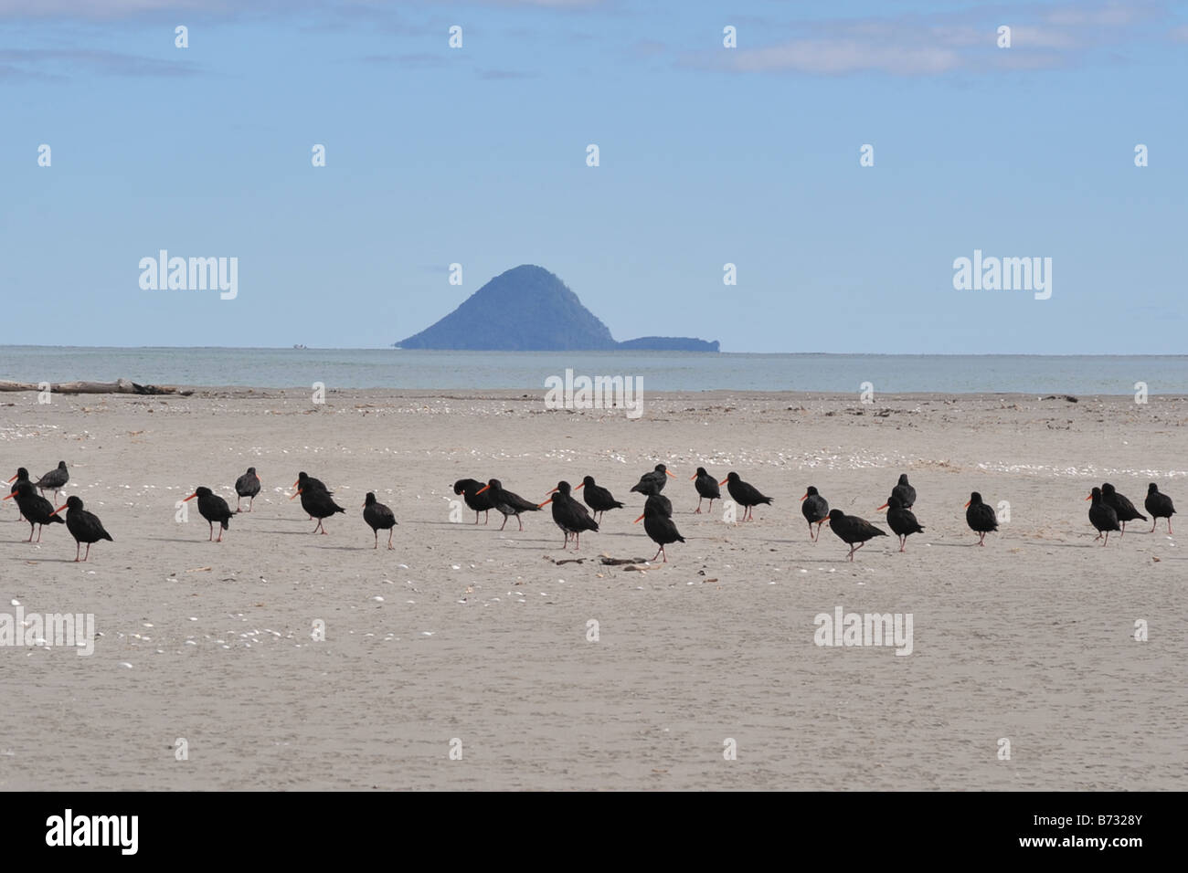Toreapango variable oyster catcher on beach with Whale Island behind Stock Photo