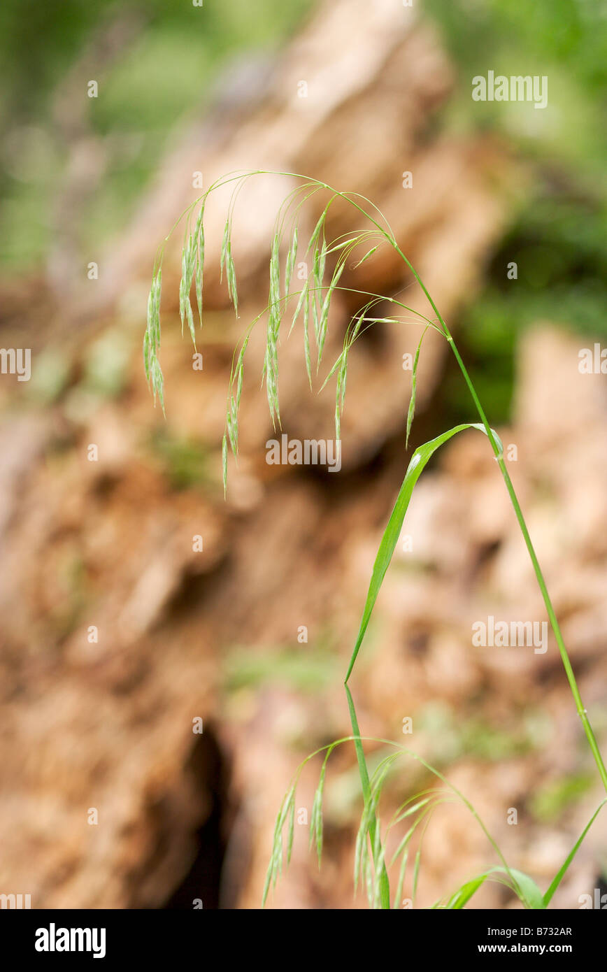 Smooth Brome grass Bromus inermis Stock Photo