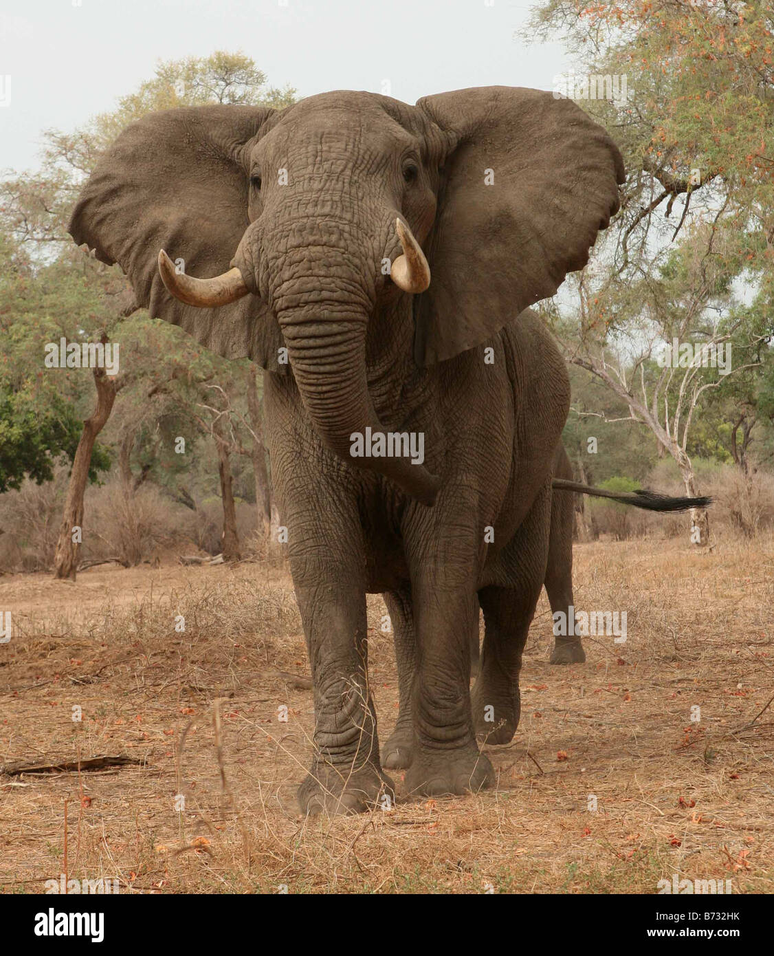 Elephant Charging High Resolution Stock Photography and Images Alamy