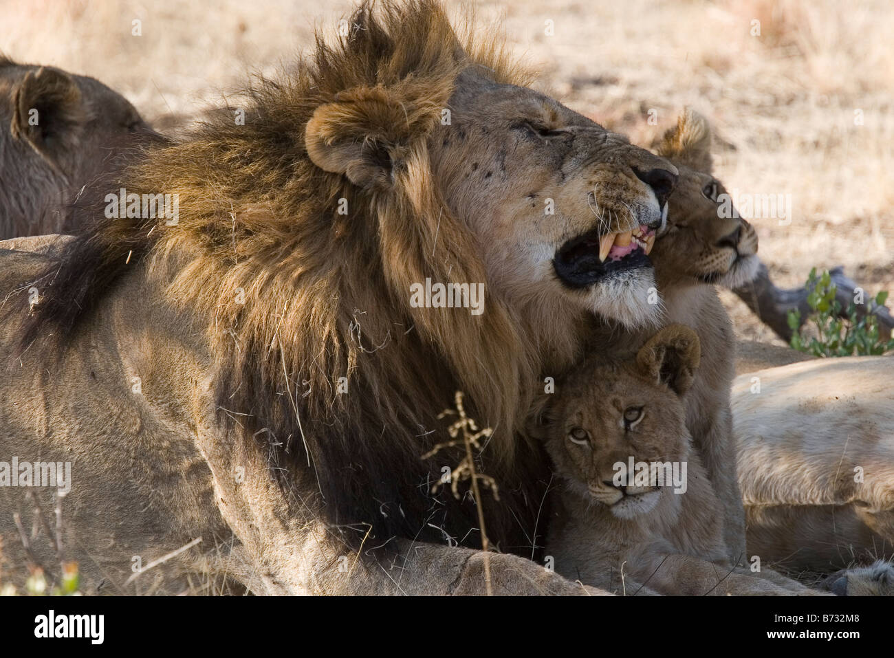 A lion with cubs Panthera leo Stock Photo - Alamy