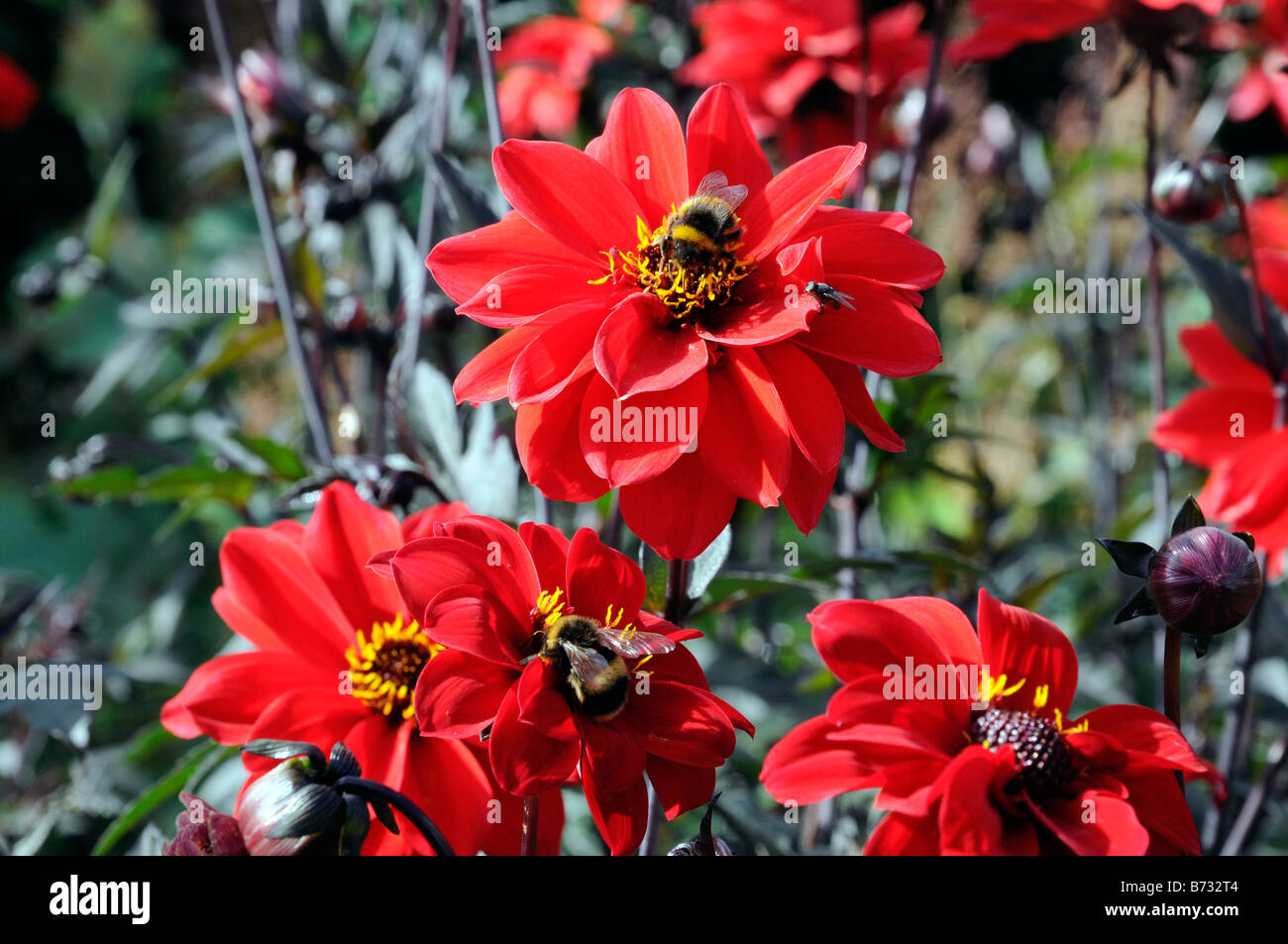 Red flower with bumblebee Stock Photo