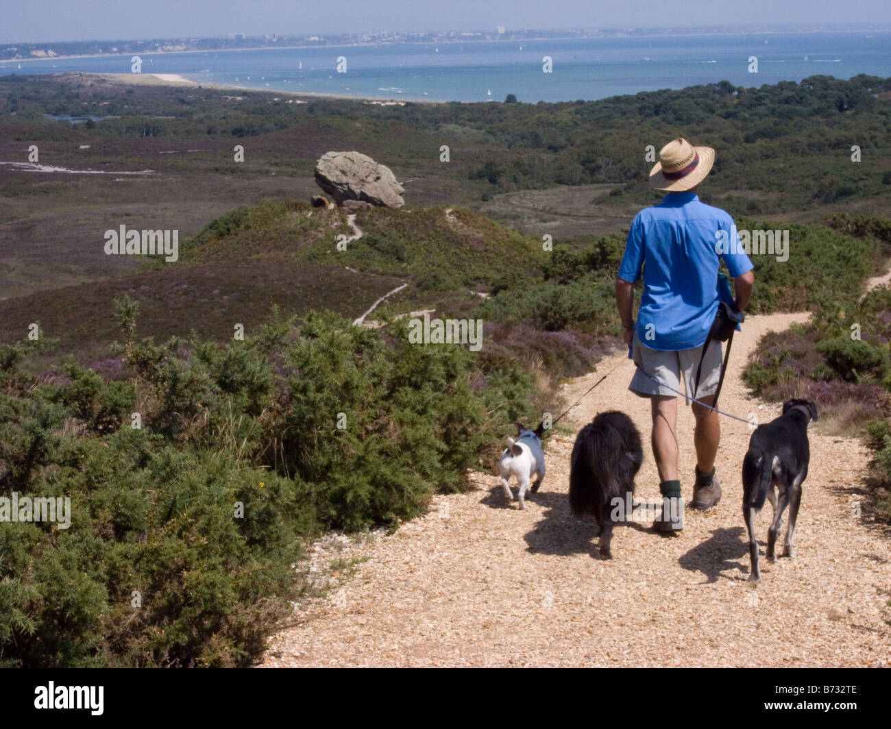 a walker on Godlingston Heath walking with dogs towards Agglestone Rock Studland Purbeck Dorset Stock Photo