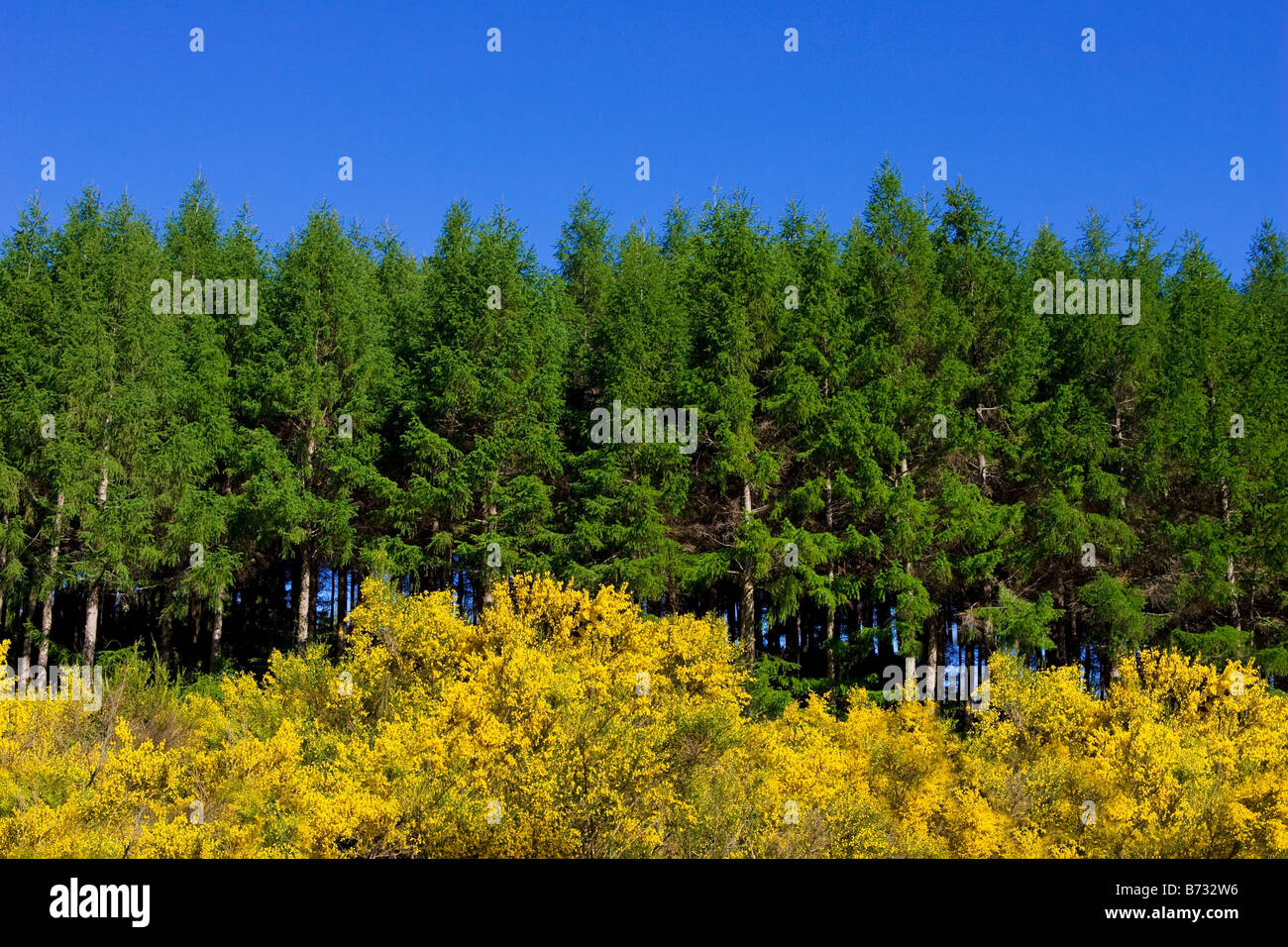 Forest of trees during spring. New Zealand, North Island. Stock Photo