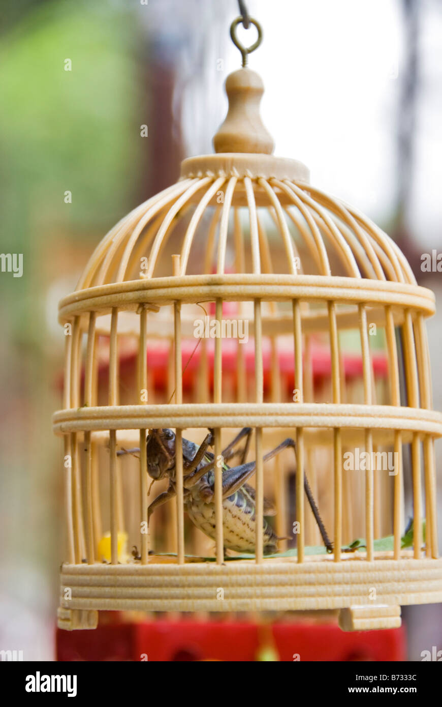 Chinese Pet Cricket