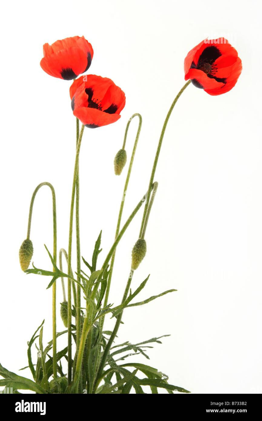 Broken flower head Cut Out Stock Images & Pictures - Alamy