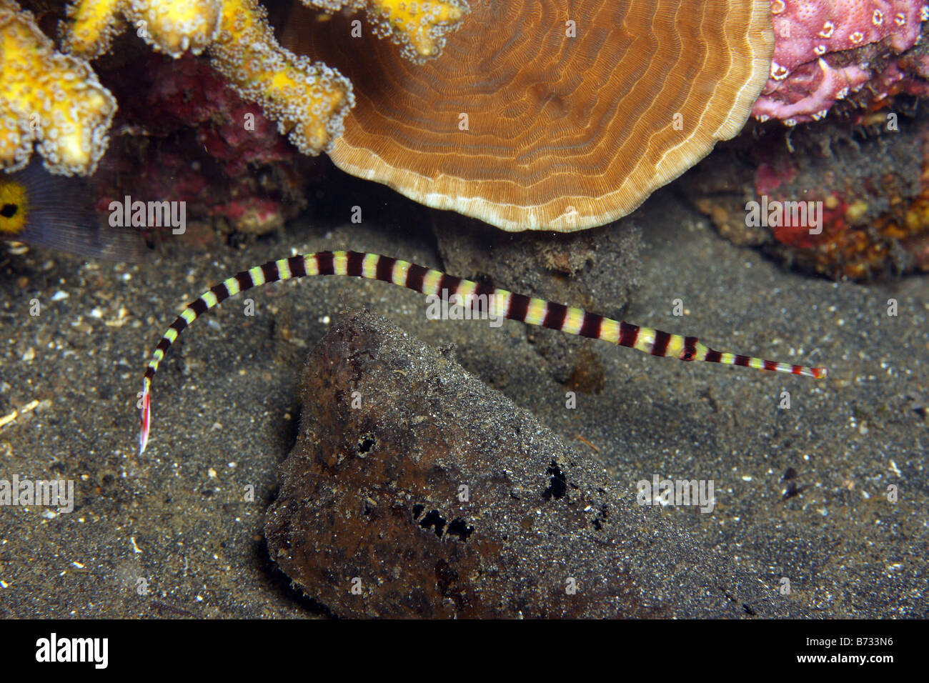 Ringed pipefish Doryrhamphus dactyliophorus swimming on coral reef with other fish Stock Photo